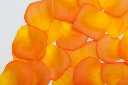 Petals of the orange-rose isolated on the white background