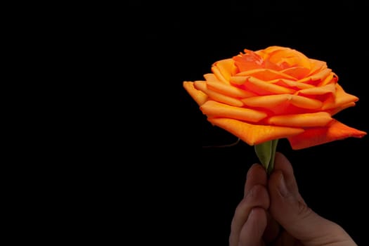 Close up image of single orange rose 