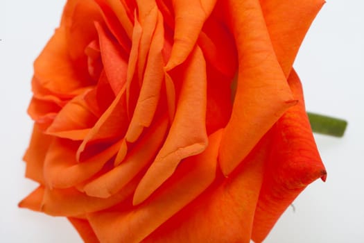 orange single rose isolated on white background
