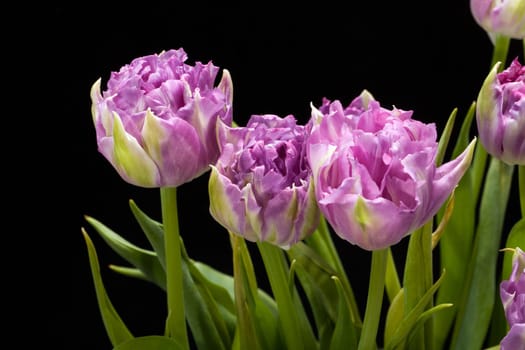 beautiful   purple tulips crispa isolated over black