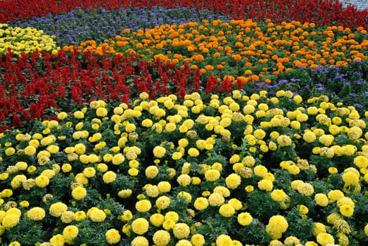 Decorative flower field