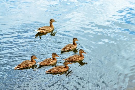 Group of brown ducks swimming in pond