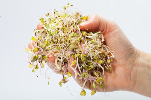 Fresh alfalfa sprouts isolated on white background 