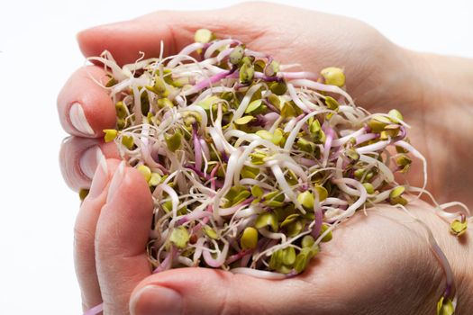 The healthy diet. Fresh sprouts isolated on white background 
