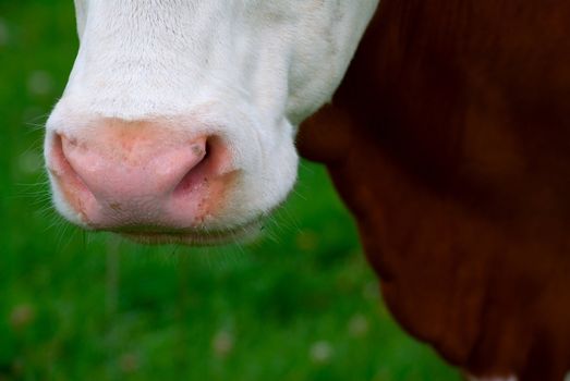 close-up of a nose cow