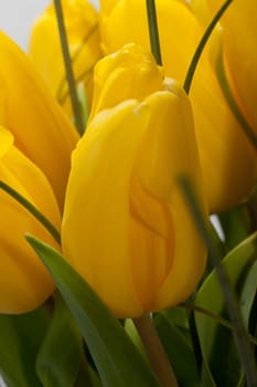 Yellow tulips isolated on white background 