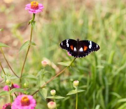 colorful female butterfly Hypolimnas bolina Common Eggfly NYMPHALINAE in autumn garden with pink flowers