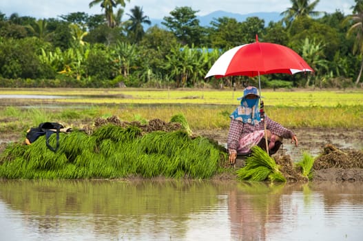 Farmers working planting rice in the paddy field