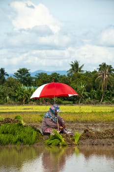 Farmers working planting rice in the paddy field