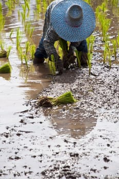 Farmers working planting rice in the paddy field