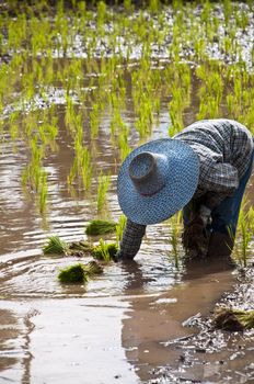 Farmers working planting rice in the paddy field