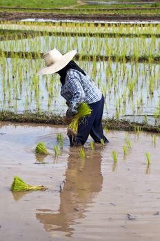 Farmers working planting rice in the paddy field