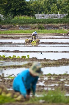 Farmers working planting rice in the paddy field