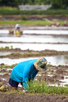 Farmers working planting rice in the paddy field