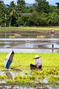 Farmers working planting rice in the paddy field