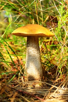 Mushroom in the grass