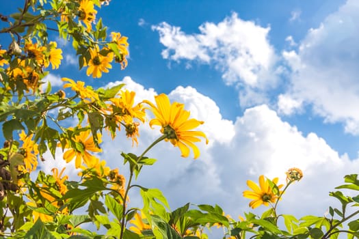Yellow flowers against blue cloudy sky