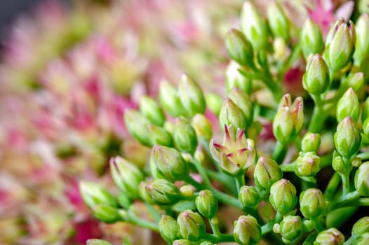 Young green flower buds