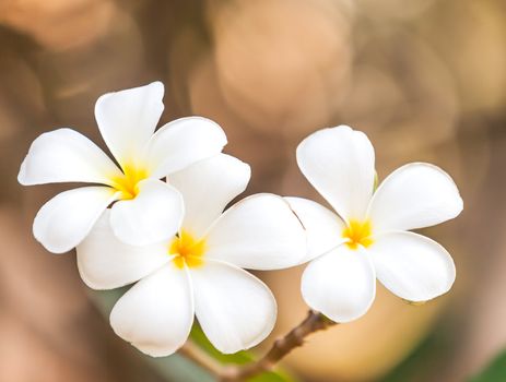 Branch of tropical flowers frangipani (plumeria), Thailand.