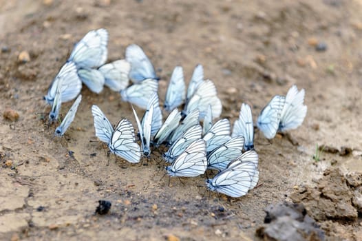 Group of butterflies sits on ground