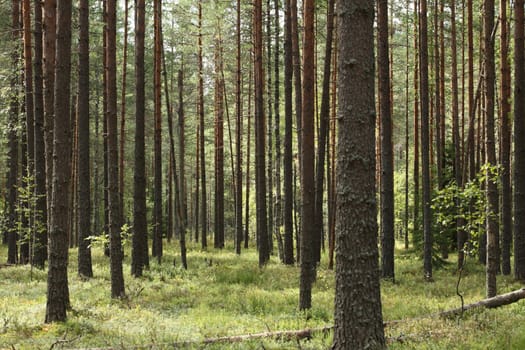 pine forest in summer day