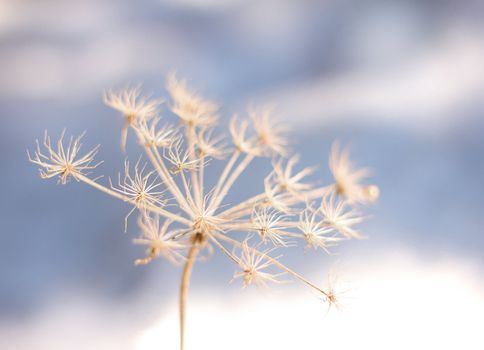 Frozen flower in winter coldness seasonal background