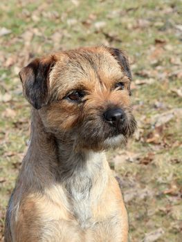The portrait of typical Border Terrier