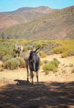 Common eland (Taurotragus oryx), the largest of all antelope in Africa at african bush