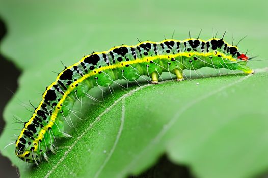 cute caterpillar on leaf
