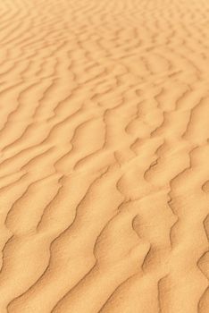Gold sand dunes in desert at sunset. Thar desert or Great Indian desert.