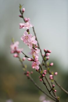 pink Peach blossom in a garden at spring