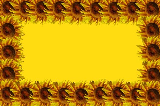 Sunflowers abstract frame