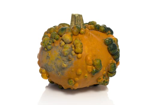 One big orange green pumpkin in closeup over white background