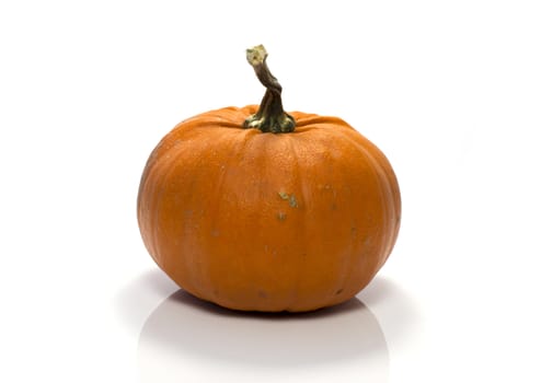 One big orange pumpkin in closeup over white background