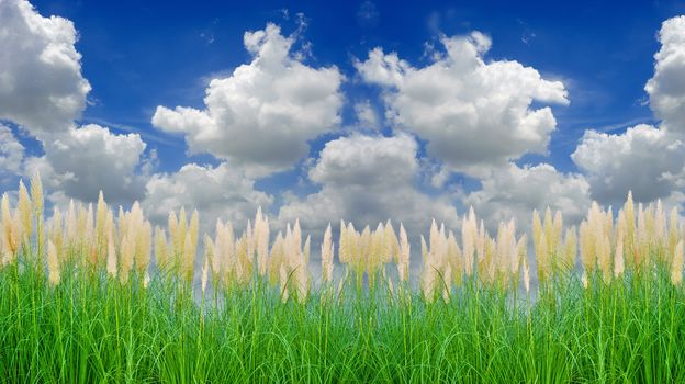 environment-friendly reeds under background of white cloud and blue sky