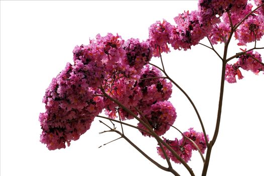 Tabebuia is a genus of flowering plants in the family Bignoniaceae isolated on white background