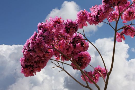 Tabebuia is a genus of flowering plants in the family Bignoniaceae on blue sky background