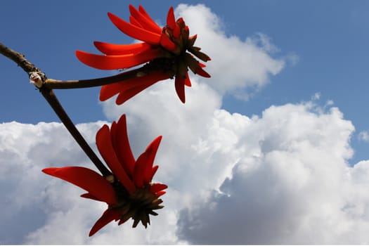 The spectacular flower of the coral tree (Erythrina Lysistemon) on blue sky background