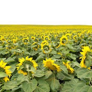 Environmental or agricultural background of a field of cheerful yellow sunflowers pointing away from the camera isolated on white background