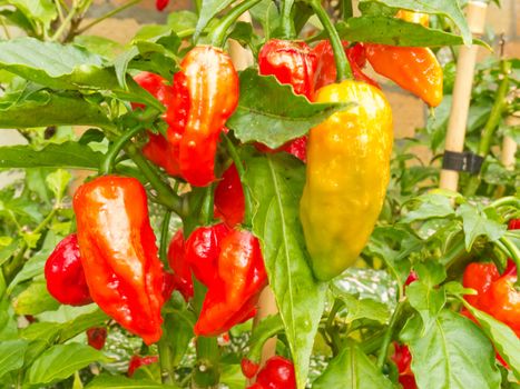 Specialty peppers Bhut Jolokia or Ghost Chili (Capsicum chinense x Capsicum frutescens) Family Solanaceae Assam North India almost ripe to harvest on plant