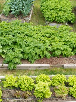 Neat raised beds of potatoes cauliflower broccoli and lettuce as assortment of different home grown fresh vegetable plants in wooden frames for easy cultivation