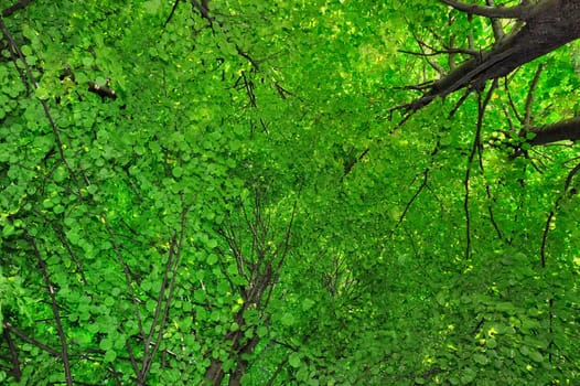 Look at the upward through the green branches of tree