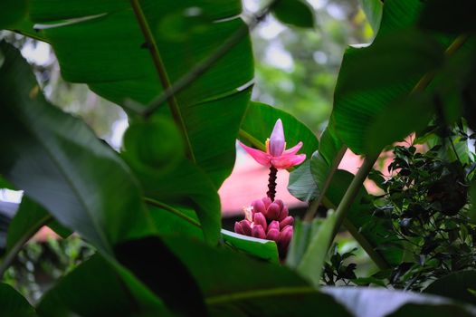 Flowering of banana in the tropical forest