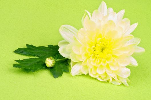 Beautiful Flower of Yellow Chrysanthemum with Little Bud and Leaf isolated on Green background