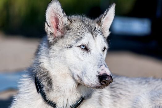 Photo of furry husky dog ion a leash