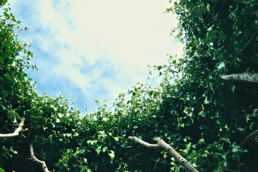 Look at the sky through the leaves of the tree