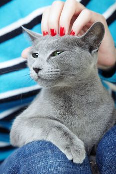 Human hand stroking cat. Close-up photo