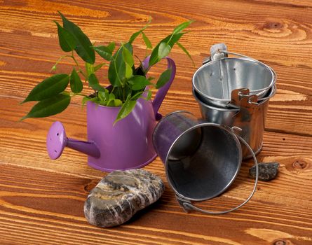 Making Mini Garden with Tin Buskets, Watering Can, Plants and Stones on wooden background