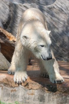 Young Polar Bear in Prague Zoo