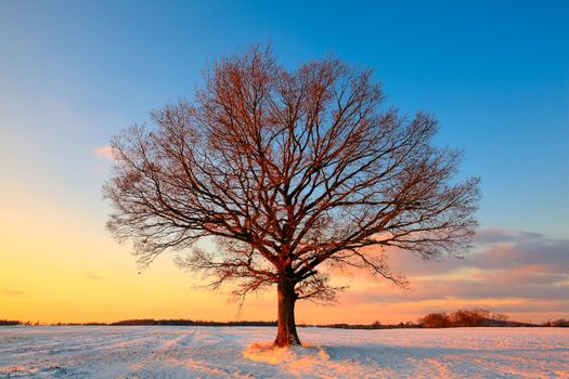 Lonely tree on the field in winter